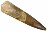 Fossil Plesiosaur (Zarafasaura) Tooth - Morocco #298291-1